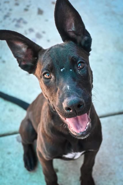 adoptable Dog in Sacramento, CA named *SUSAN