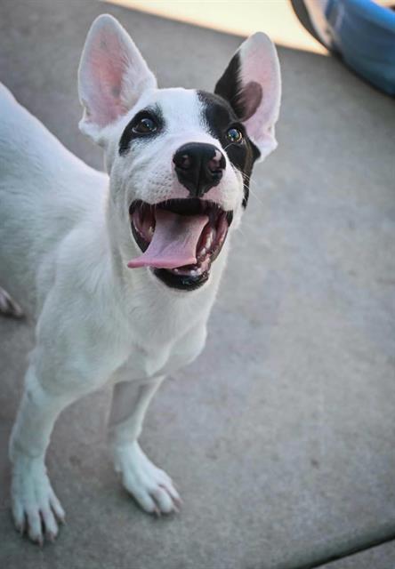 adoptable Dog in Sacramento, CA named *STEPHANIE