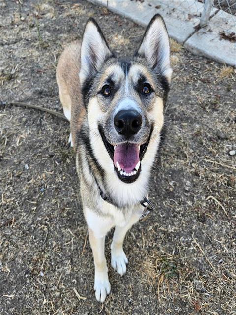 adoptable Dog in Sacramento, CA named *PONY