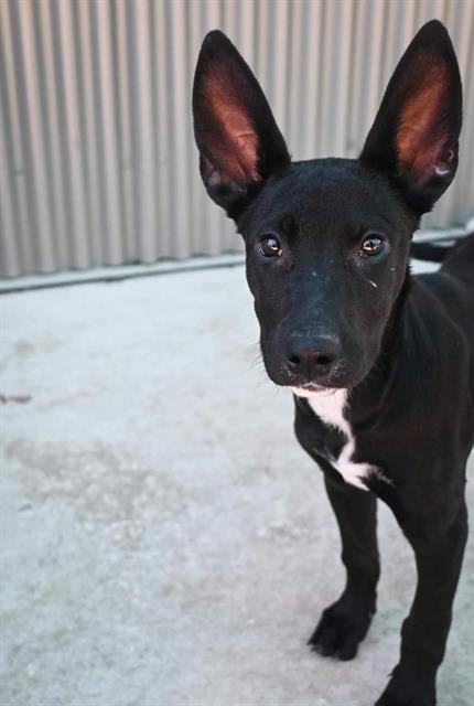 adoptable Dog in Sacramento, CA named *SADIE