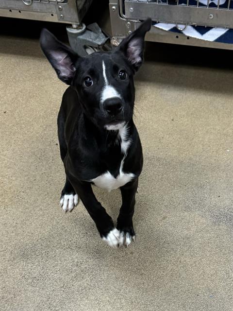 adoptable Dog in Sacramento, CA named *JAN