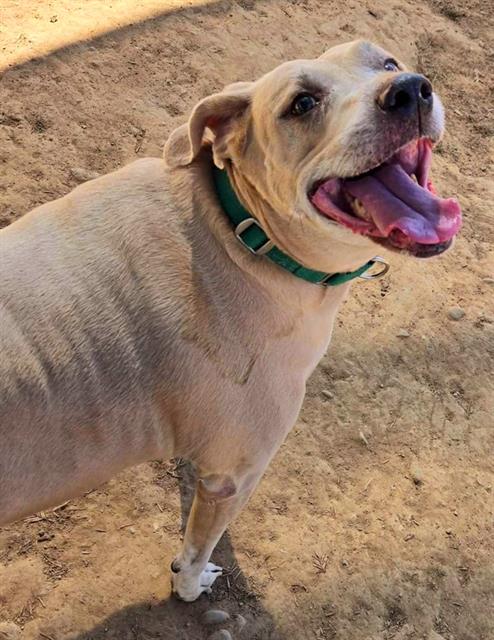 adoptable Dog in Sacramento, CA named SHADOW