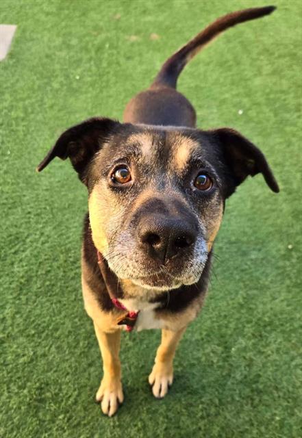 adoptable Dog in Sacramento, CA named *TOM