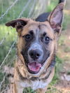 adoptable Dog in Sacramento, CA named *CALEB