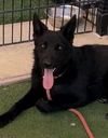 adoptable Dog in Sacramento, CA named *TANISHA