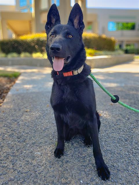 adoptable Dog in Sacramento, CA named *TANISHA