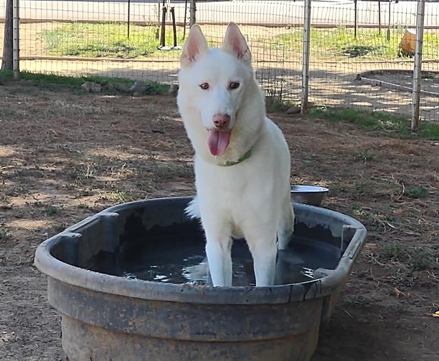 adoptable Dog in Sacramento, CA named *VICTOR FREIS