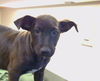 adoptable Dog in  named *JADE