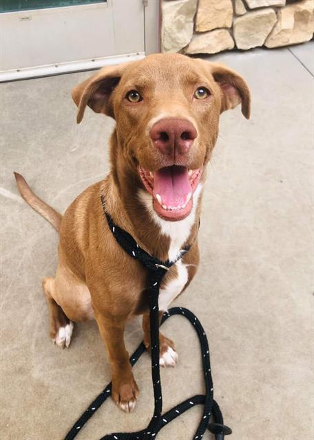 adoptable Dog in Sacramento, CA named CANELO