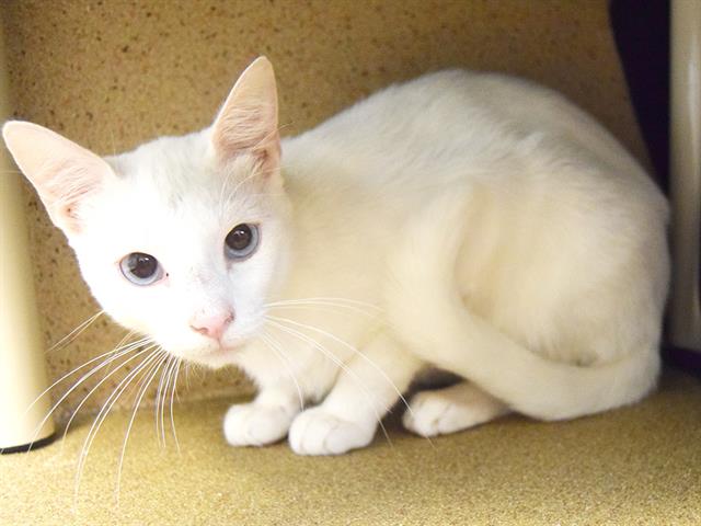 adoptable Cat in Sacramento, CA named *ARTIC