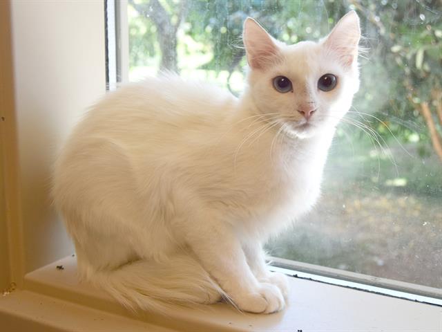 adoptable Cat in Sacramento, CA named *COCONUT