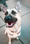 adoptable Dog in Sacramento, CA named *LYNNE