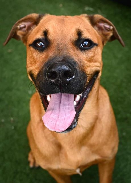 adoptable Dog in Sacramento, CA named *RED ROVER