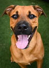 adoptable Dog in  named *RED ROVER