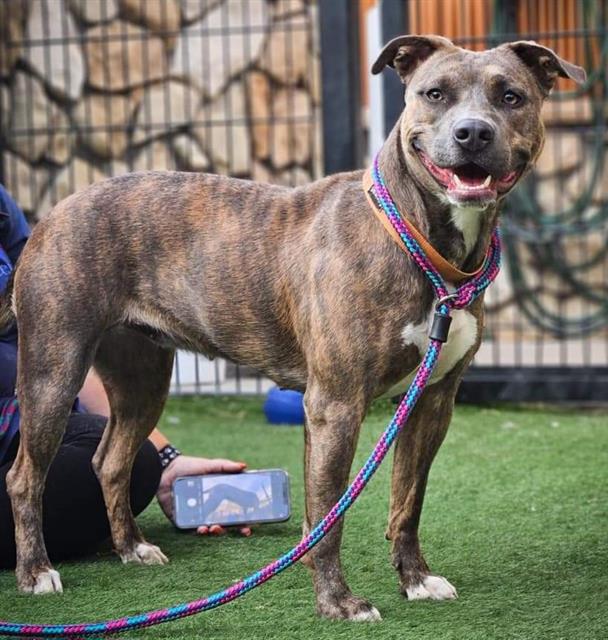 adoptable Dog in Sacramento, CA named *EMILY