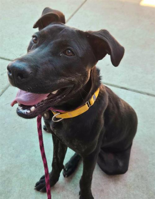 adoptable Dog in Sacramento, CA named *ARACELI