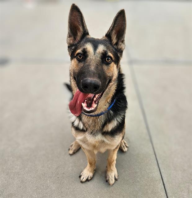 adoptable Dog in Sacramento, CA named *GUSTAV