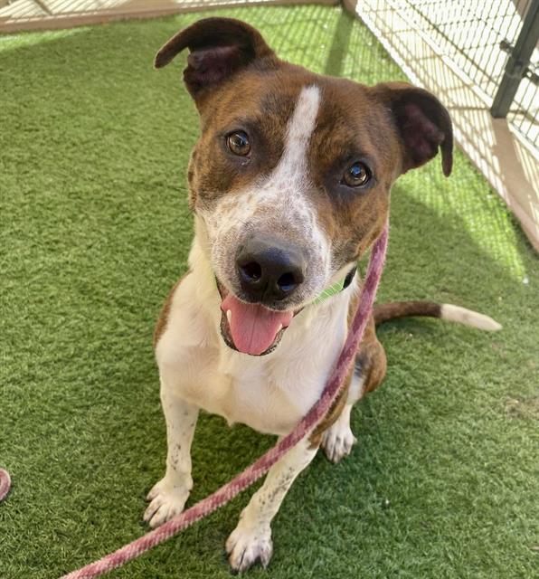 adoptable Dog in Sacramento, CA named *JASON TODD