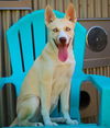 adoptable Dog in  named *BLUEY