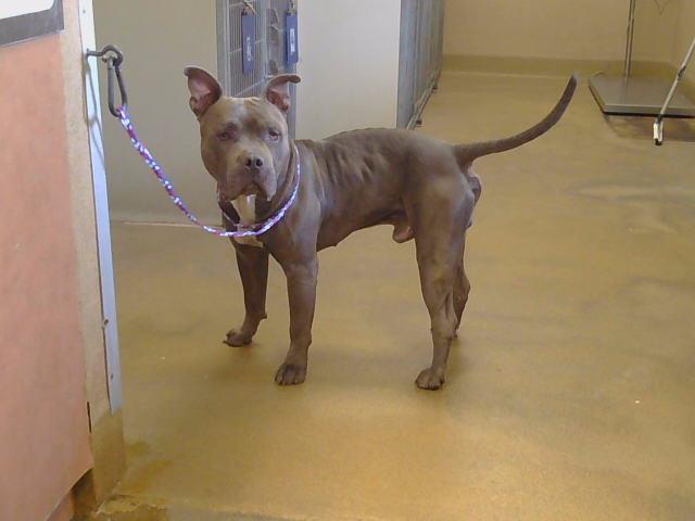 adoptable Dog in Sacramento, CA named A869027