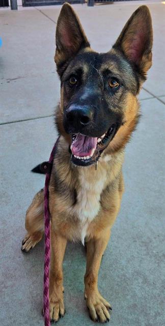 adoptable Dog in Sacramento, CA named *BRAM