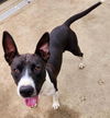 adoptable Dog in  named *NOIR