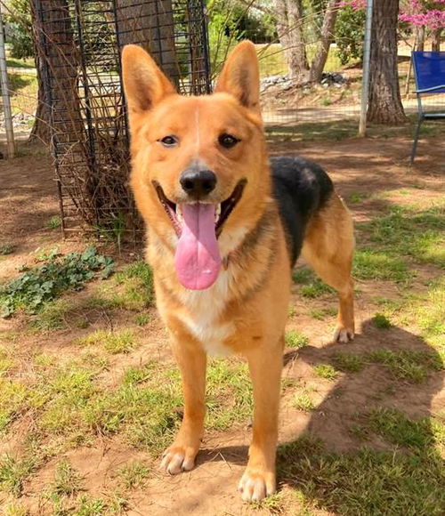picture of the dog needing adoption