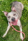 adoptable Dog in sacramento, ca, CA named *ELLA