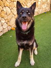 adoptable Dog in  named *BRAXTON