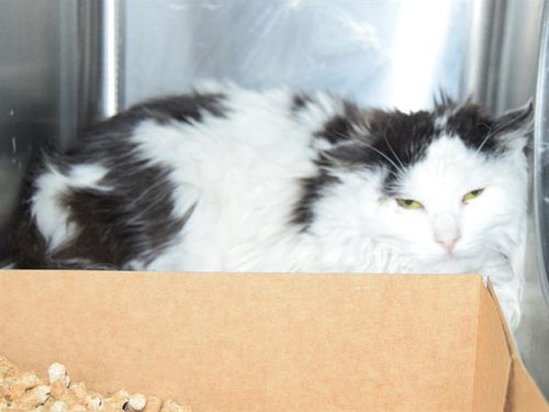 picture of the cat needing adoption