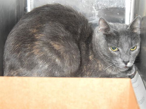 picture of the cat needing adoption