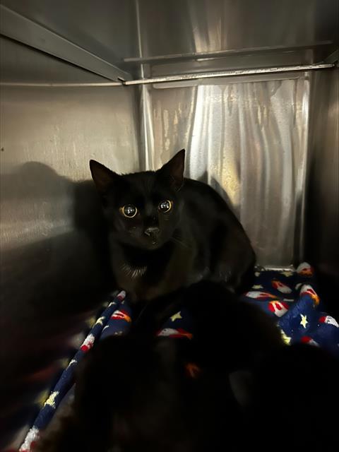 picture of the cat needing adoption