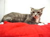 adoptable Cat in Sacramento, CA named *ZIRA