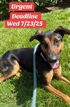 adoptable Dog in Sacramento, CA named ROCKSTONE