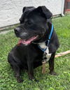 adoptable Dog in Sacramento, CA named *AMARETTI