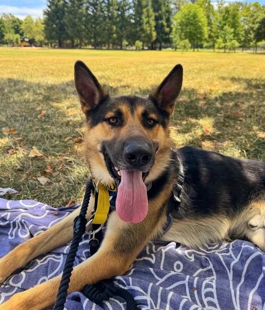 adoptable Dog in Sacramento, CA named *FRITZ