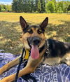 adoptable Dog in sacramento, ca, CA named *FRITZ