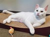 adoptable Cat in Sacramento, CA named *PEARL