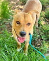 adoptable Dog in Sacramento, CA named CANELO