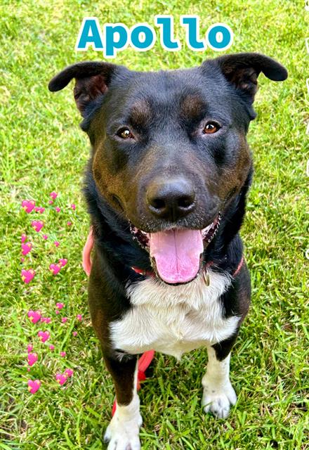 adoptable Dog in Sacramento, CA named APOLLO