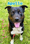 adoptable Dog in Sacramento, CA named APOLLO