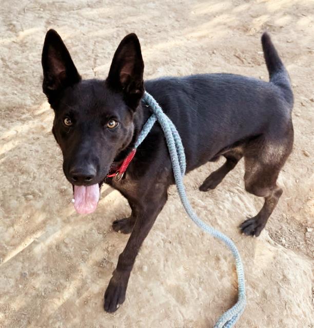 adoptable Dog in Sacramento, CA named *KOPIKO