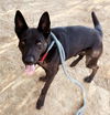 adoptable Dog in Sacramento, CA named *KOPIKO