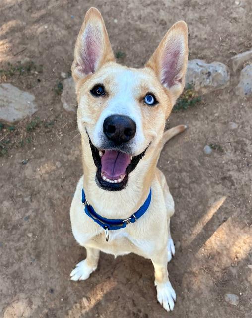adoptable Dog in Sacramento, CA named CHARLIE