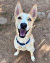 adoptable Dog in  named CHARLIE