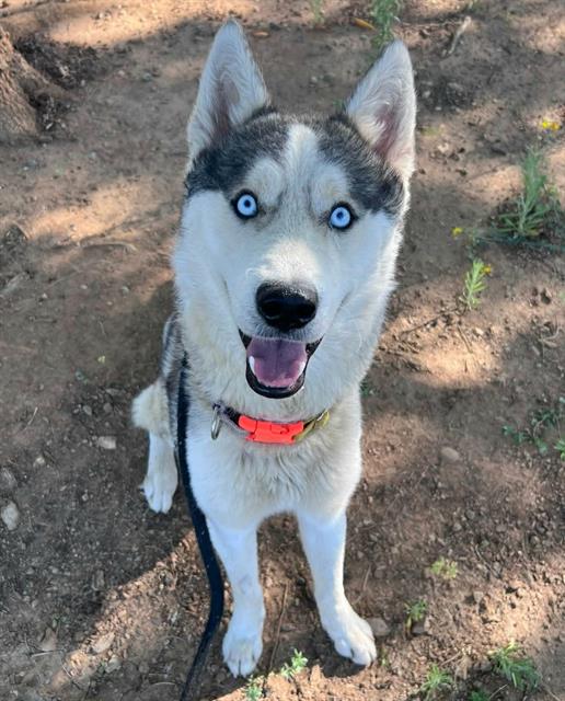adoptable Dog in Sacramento, CA named *FLUFFERNUTTER