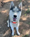 adoptable Dog in sacramento, ca, CA named *FLUFFERNUTTER
