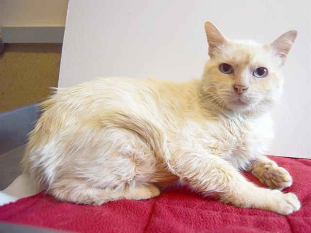 adoptable Cat in Sacramento, CA named *SHY SHY