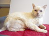 adoptable Cat in  named *SHY SHY