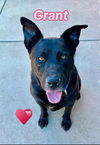 adoptable Dog in sacramento, ca, CA named *GRANT